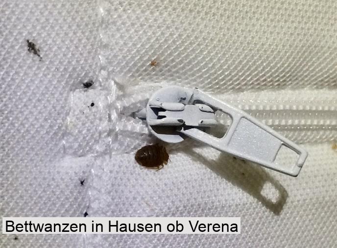 Bettwanzen in Hausen ob Verena